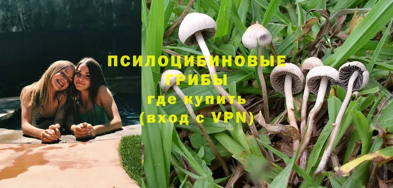 Галлюциногенные грибы Psilocybe  Болотное 